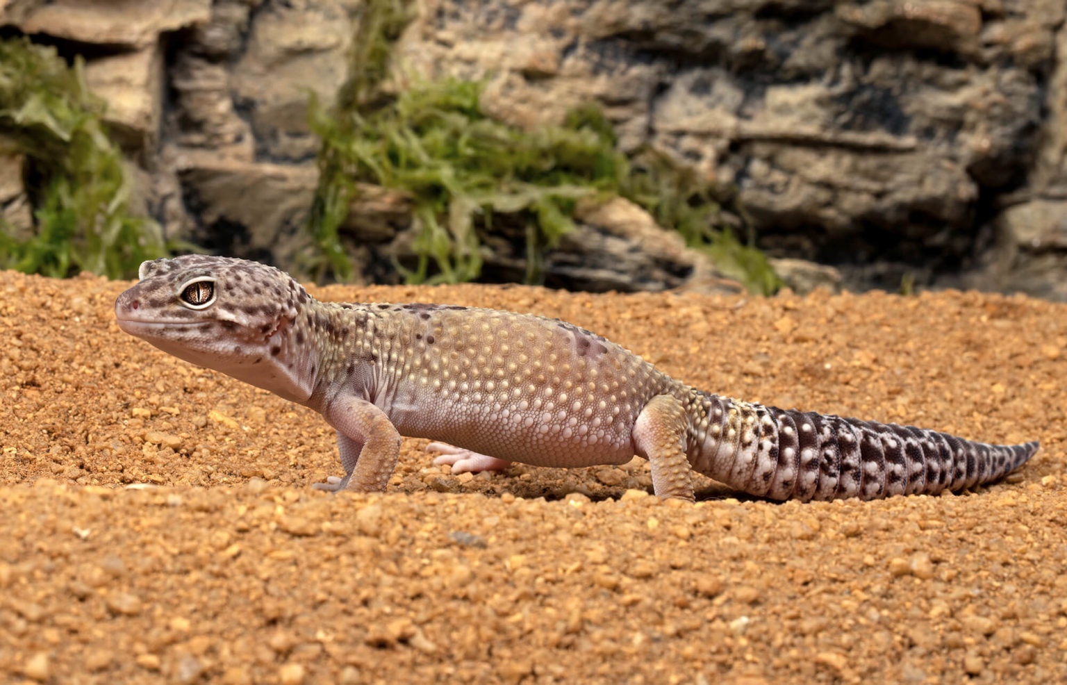 10 Difference Between Gecko and Lizard with Similarities - Animal