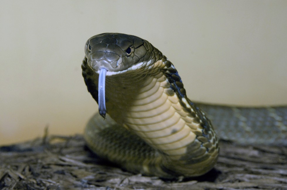 10 Important Difference Between King Cobra and Black Mamba with ...