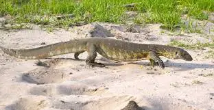 Monitor Lizard vs Komodo Dragon