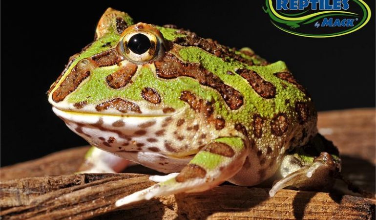 pacman frog tadpoles