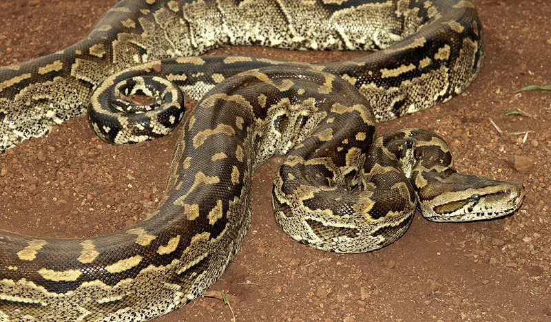 anaconda vs python