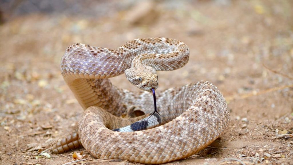 11-difference-between-bull-snake-and-rattlesnake-with-pictures-animal