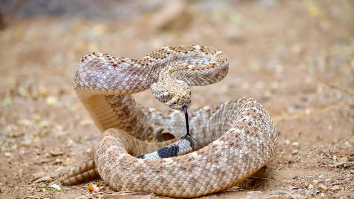 Difference Between Bull Snake and Rattlesnake