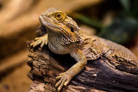 Difference Between Bearded Dragon and Fancy Bearded Dragon