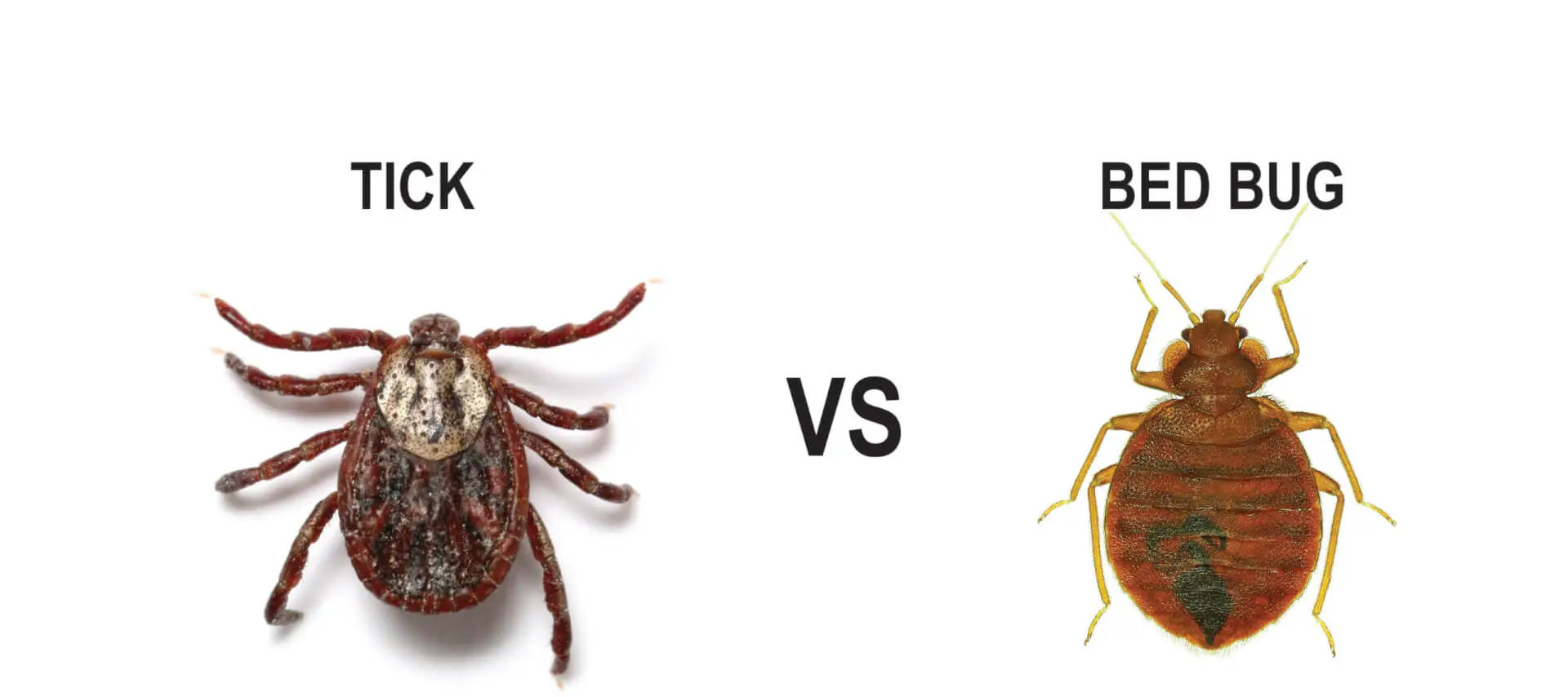 Difference Between Bedbug and Tick