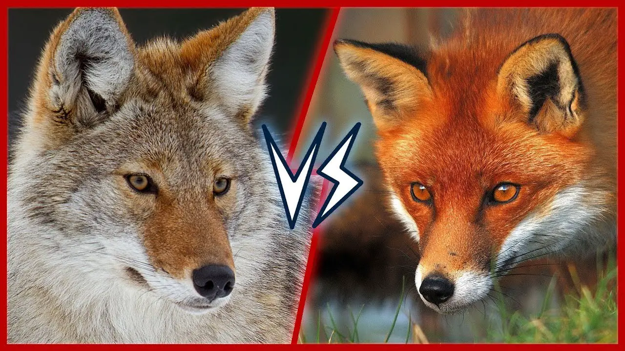 Difference Between Coyotes and Foxes
