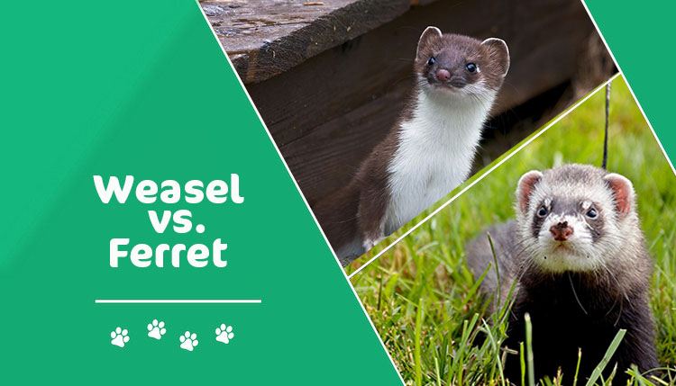 Difference Between Ferret and Weasel