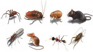 Difference Between Pest and Insect 