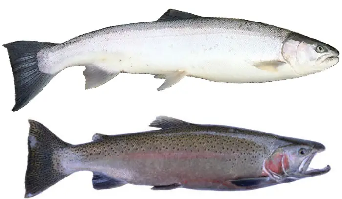 Difference Between Steelhead and Salmon