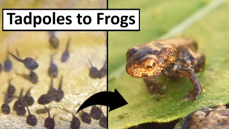 Difference Between Tadpoles and Frogs