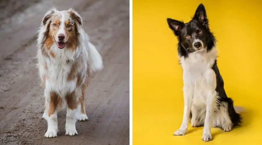 6 Difference between Border Collie and Australian Shepherd