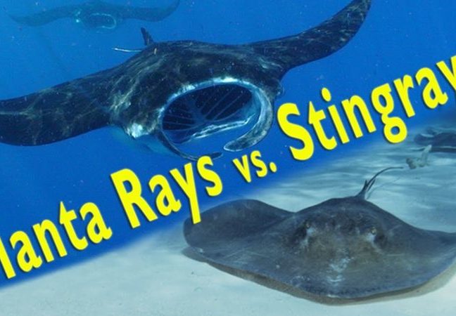 difference between a manta ray and sting ray