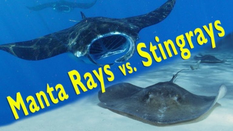 Difference between Manta Ray and Stingray