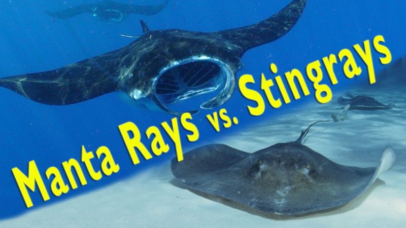 difference between a manta ray and sting ray