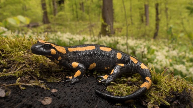 Difference between Newt and Salamander