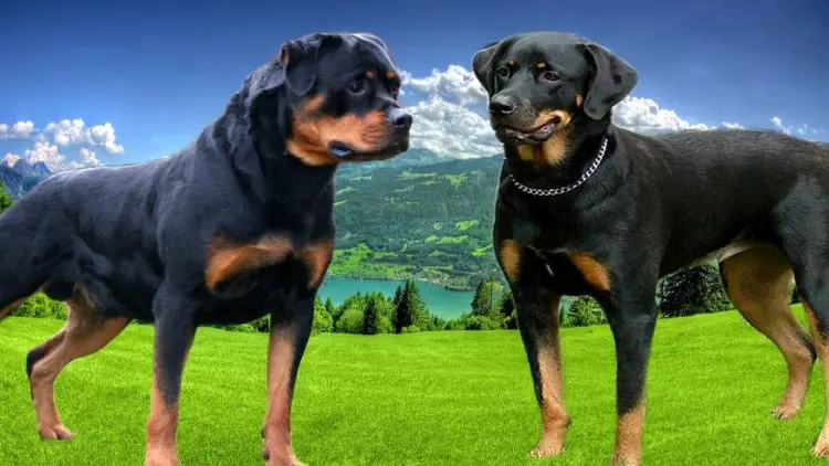 Differences Between German And American Rottweilers