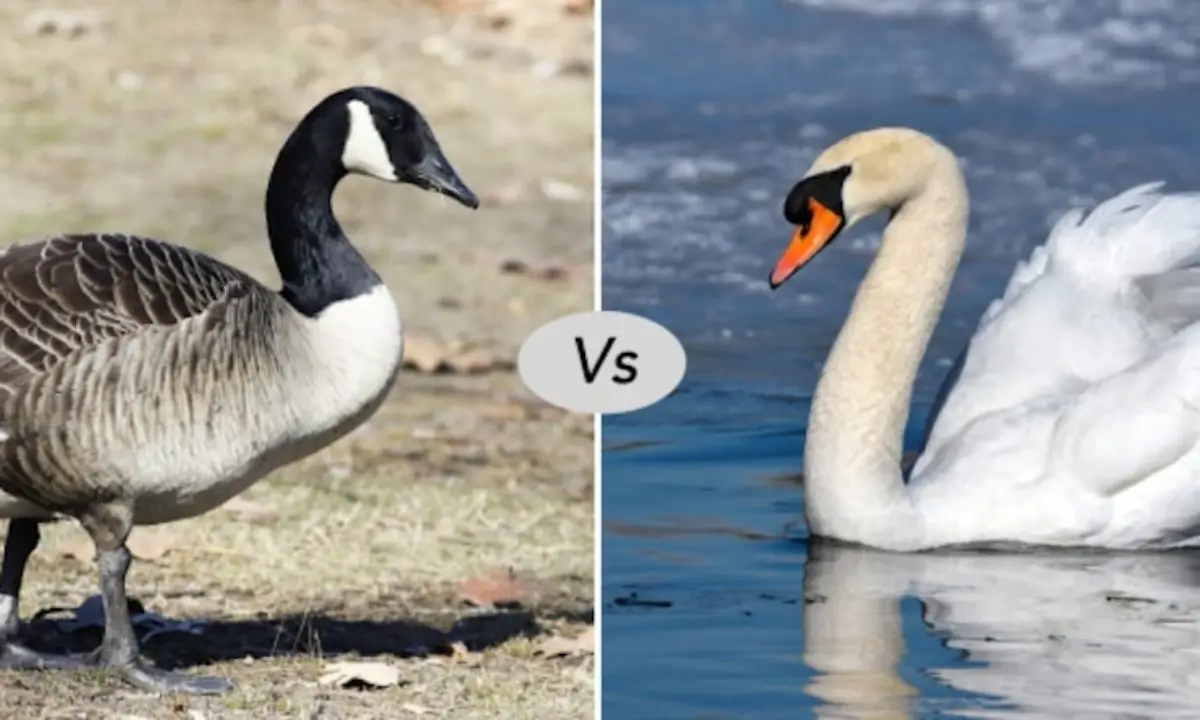 Differences between A Swan and A Goose 