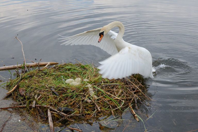 Difference Between Animals and Birds