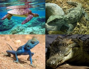 9 Crucial Difference Between Reptiles and Mammals with Table - Animal