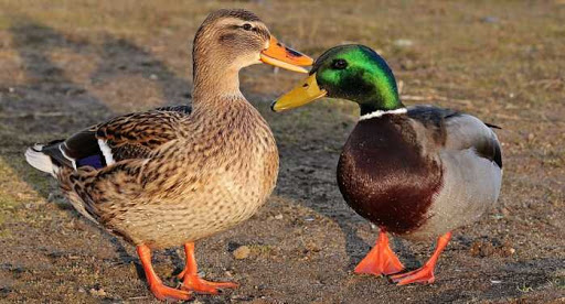 7 Difference Between A Mallard And A Duck With Table Animal Differences