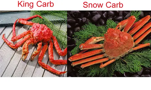 Difference between King Crab and Snow Crab 