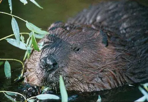 Differences Between Badgers and Beavers