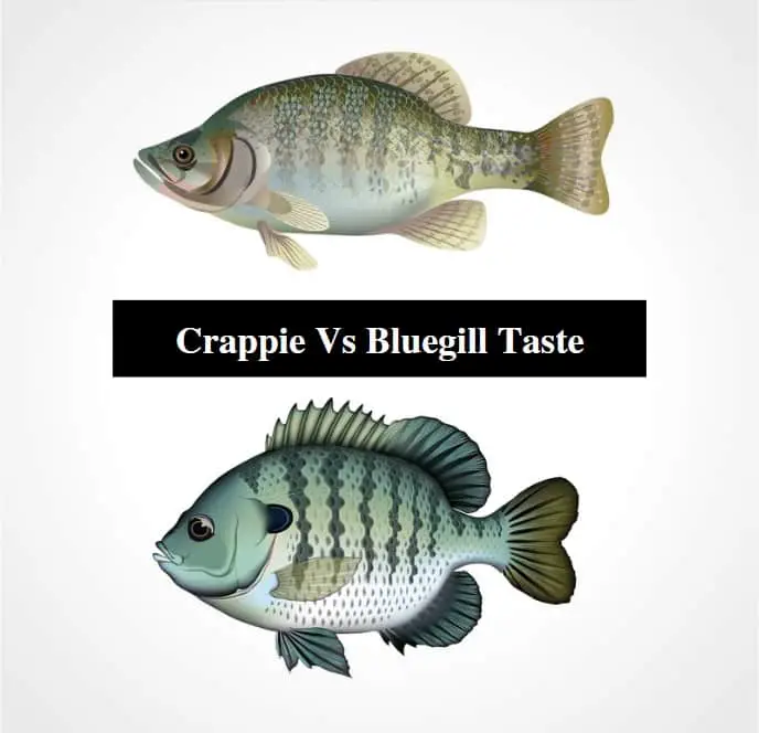 Differences Between Crappie and Bluegill