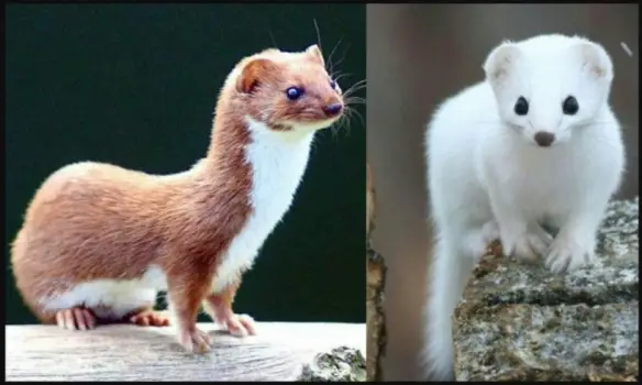 Differences Between Ermines and Weasels