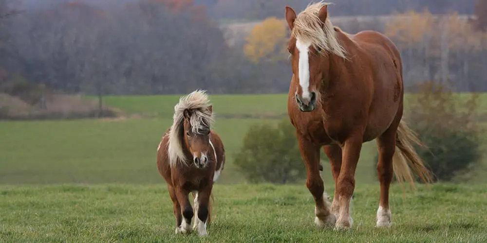 Differences Between Foal and Pony