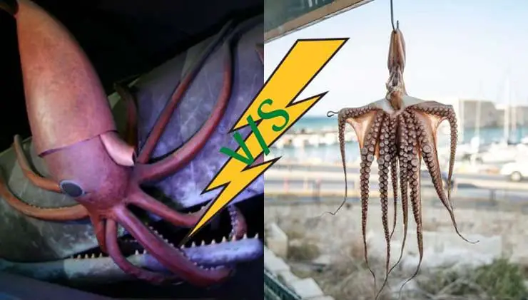 Differences Between Giant Squid and Colossal Squid 