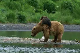 Differences Between a Grizzly Bear and a Brown Bear 