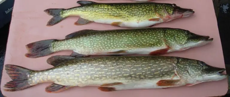 Differences Between a Pike and a Pickerel