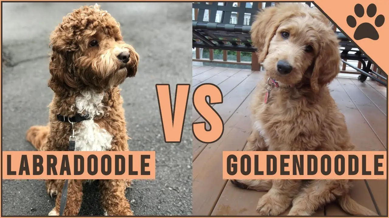 Differences between Labradoodle and Goldendoodle