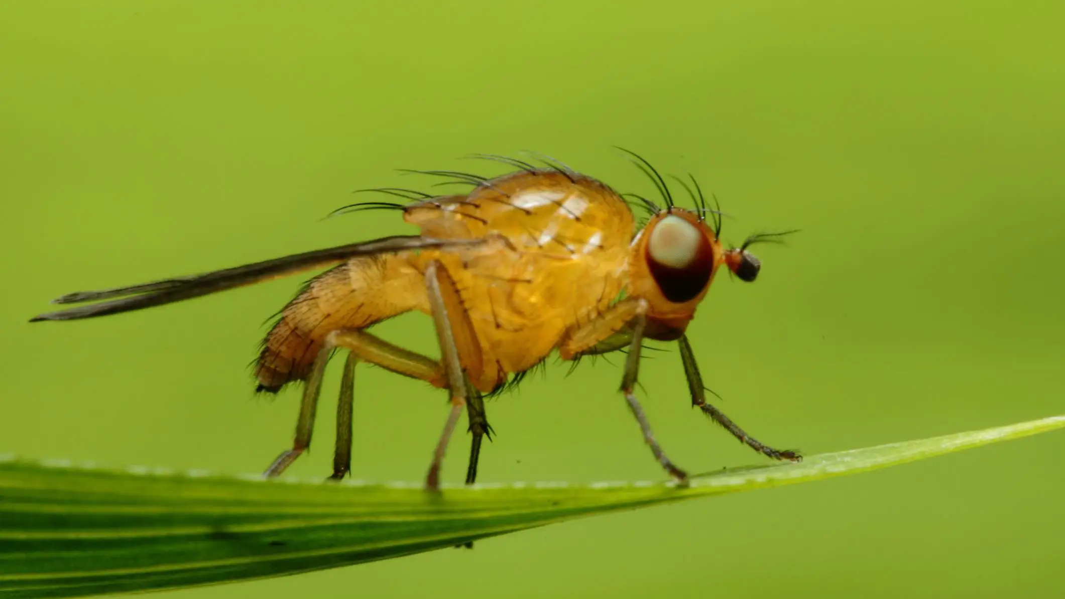 Differences between Gnats and Fruit Flies