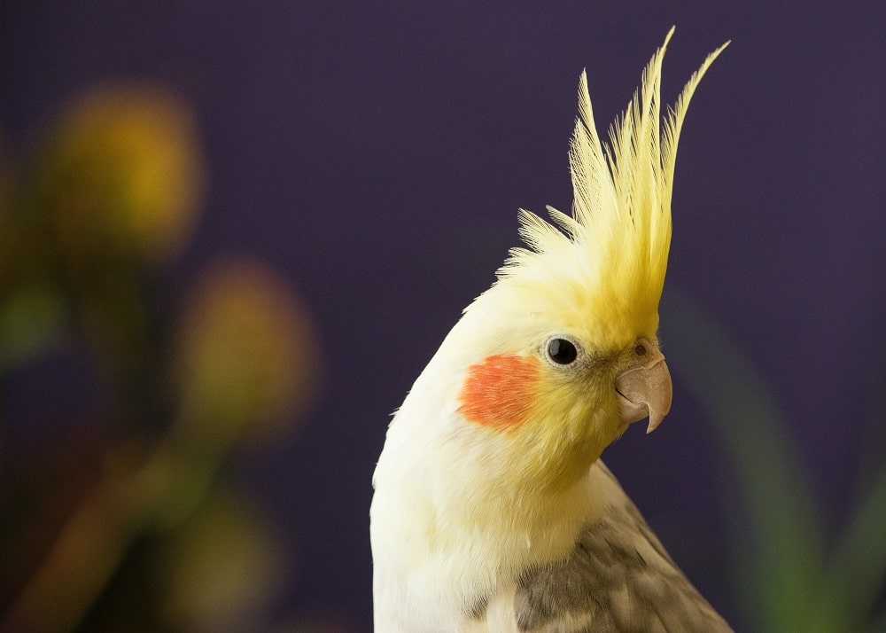 Can Cockatiels Eat Bananas