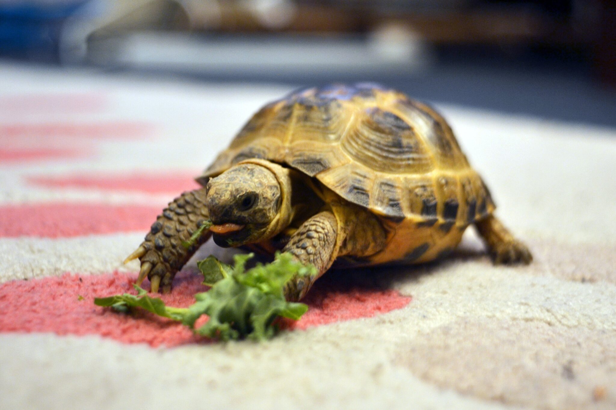 Can Tortoises Eat Broccoli? (Tortoise Diet) - Animal Differences