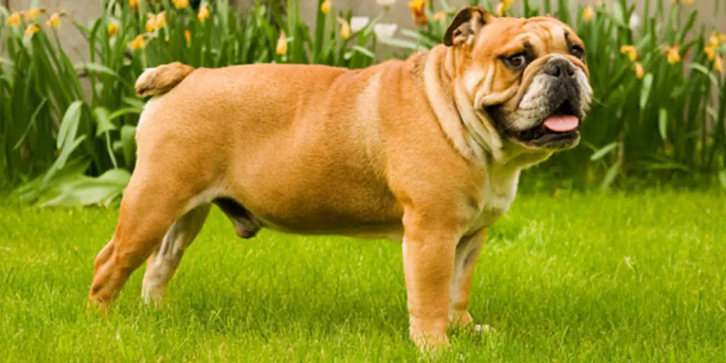 10 Difference Between American and English Bulldogs (With Table ...