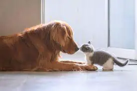 Difference Between Dog and Cat
