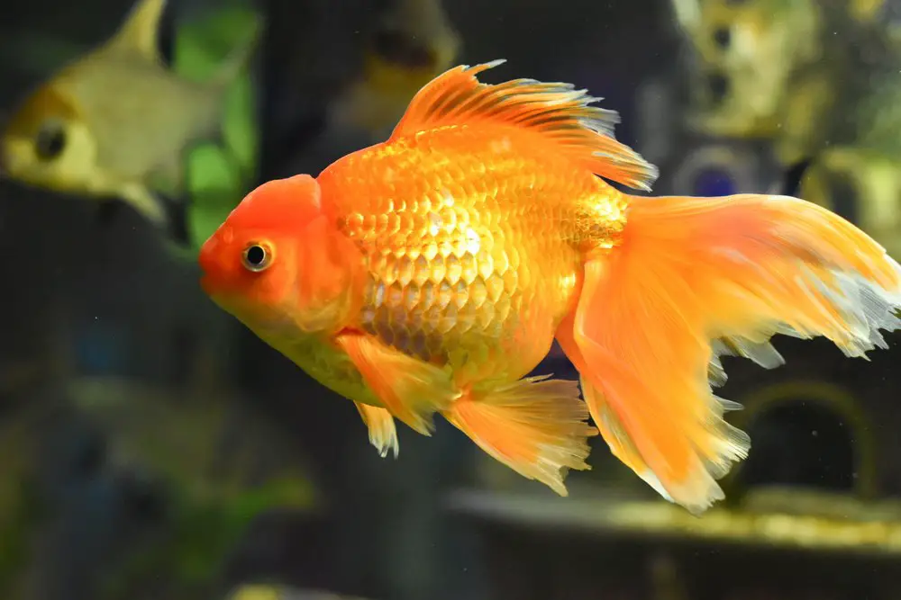 Difference Between Female and Male Goldfish