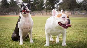 Difference Between French Bulldog and Boston Terrier
