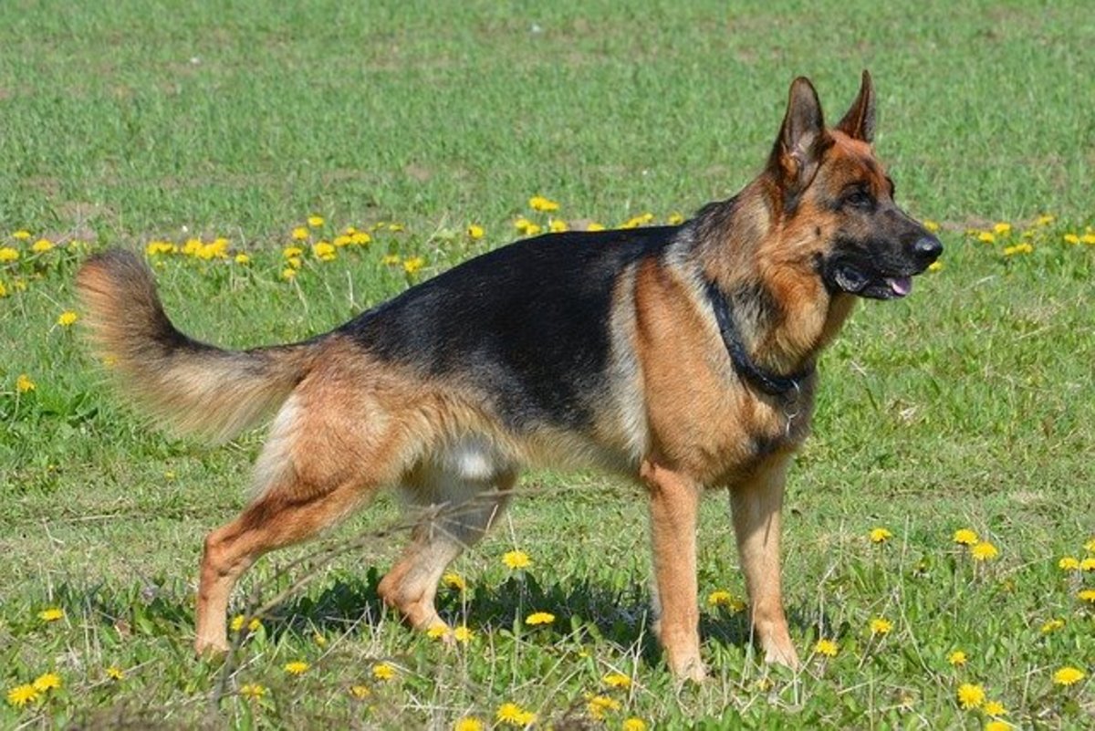 are german shepherds and alsatians the same breed