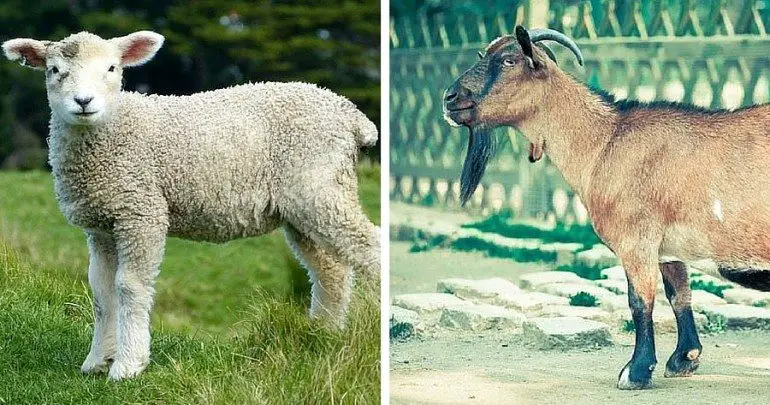 Difference Between Goat and Lamb