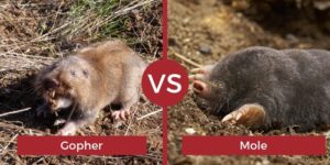 7 Difference Between Gopher and Mole (With Table) - Animal Differences