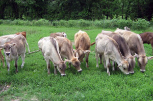 7 Difference Between Holstein and Brown Swiss (With Table) - Animal ...