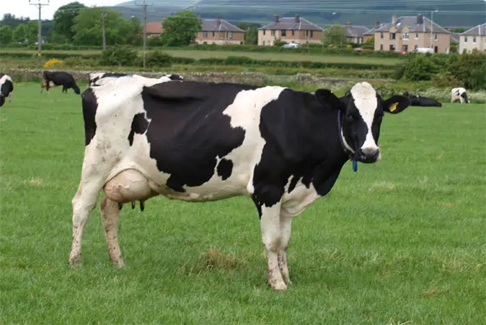 Difference Between Jersey Cow and Holstein Cow