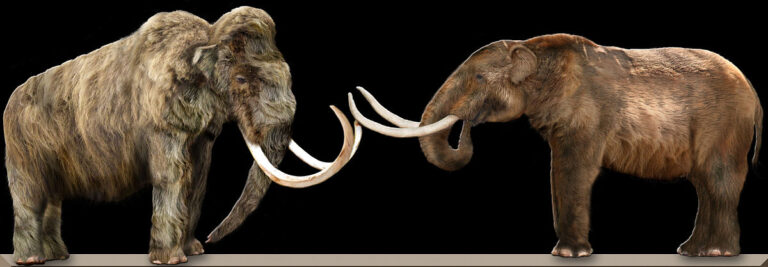 Difference Between Mastodon and Mammoth