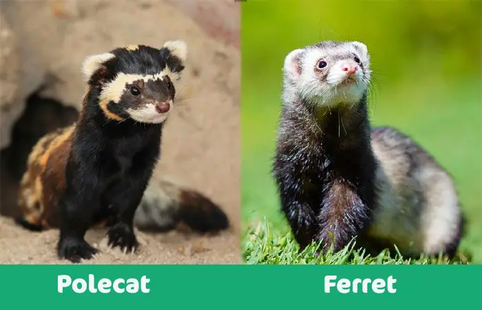 difference between Polecat and Ferret