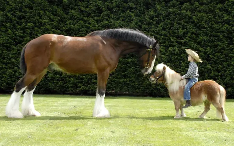 Difference Between Pony and Horse