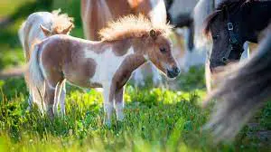 Difference Between Pony and Miniature Horse