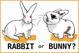 Difference Between Rabbit and Bunny
